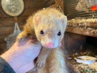 Ferret rodents Ferret for sale - Advert 1