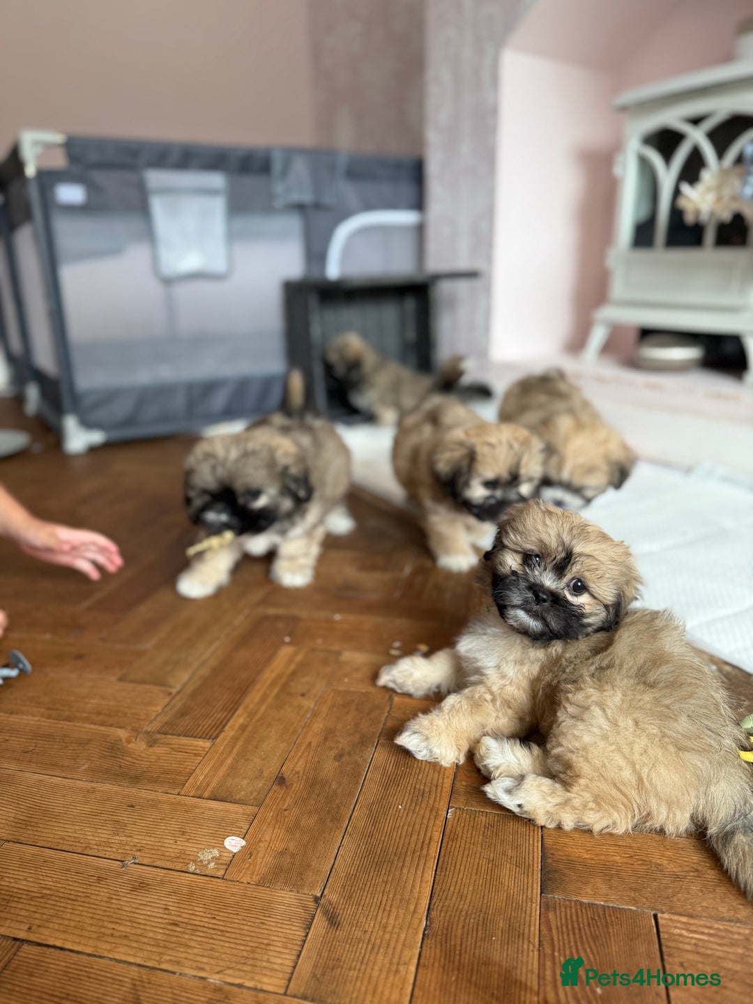 Mixed Breed dogs for sale: Peke’a’tease  - Image 36