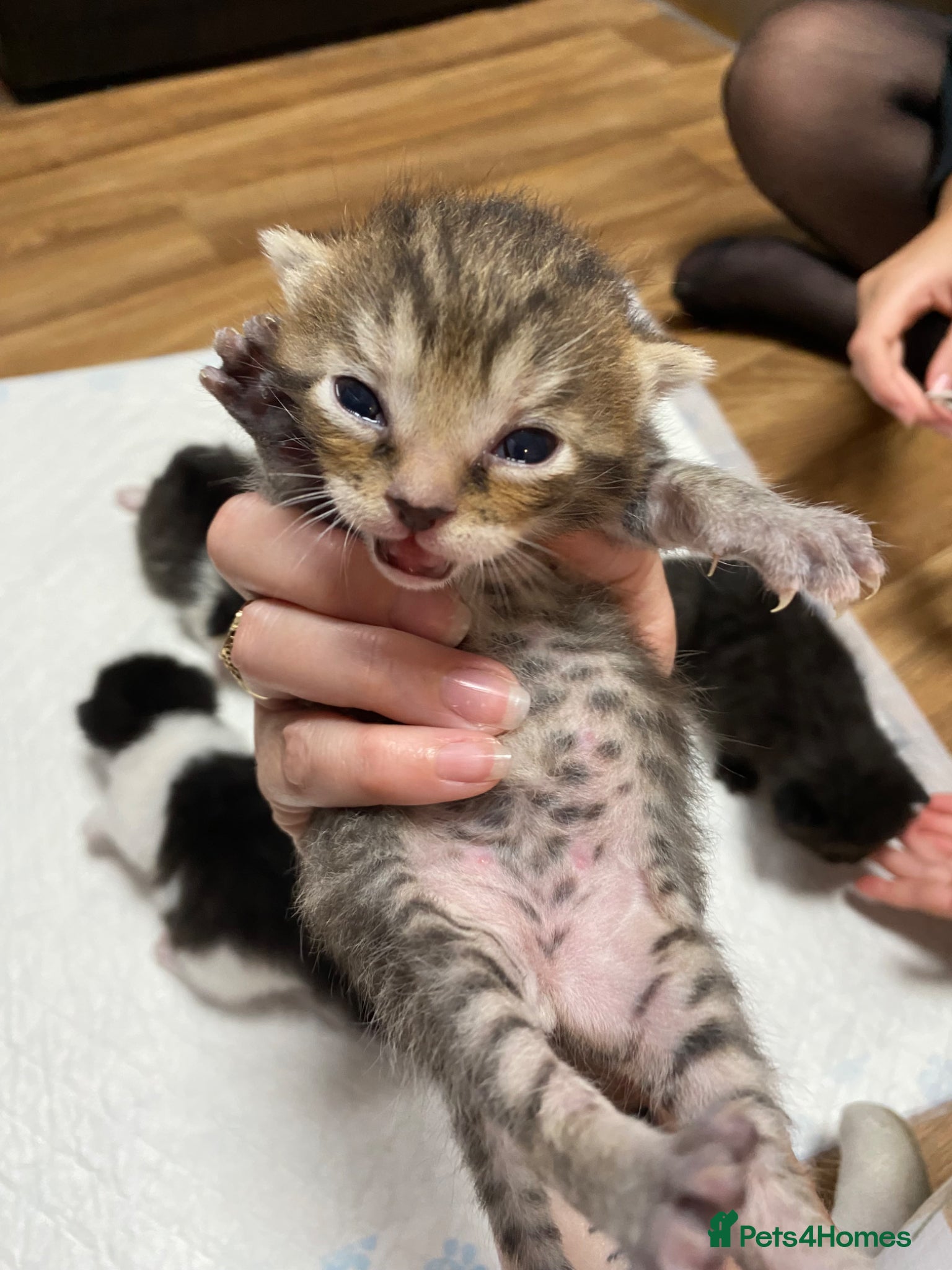 Mixed Breed Kitten 1