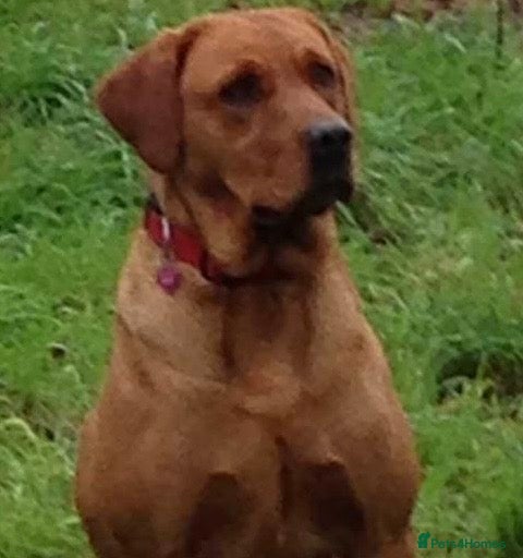 Labrador Retriever dogs Fox red proven Labrador stud - Advert 16