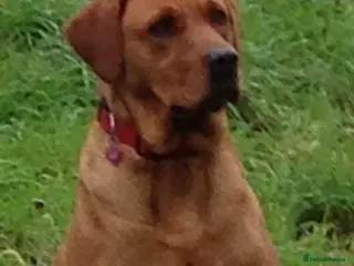Labrador Retriever dogs Fox red proven Labrador stud - Advert 16