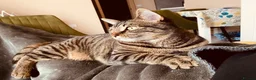 Mixed Breed cats for sale: Tabby - Advert 1