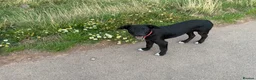 Borador dogs for sale: NESSA in Minehead - Advert 3