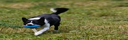 Border Collie dogs for adoption: Meet Max, looking for a new family or foster home - Advert 12