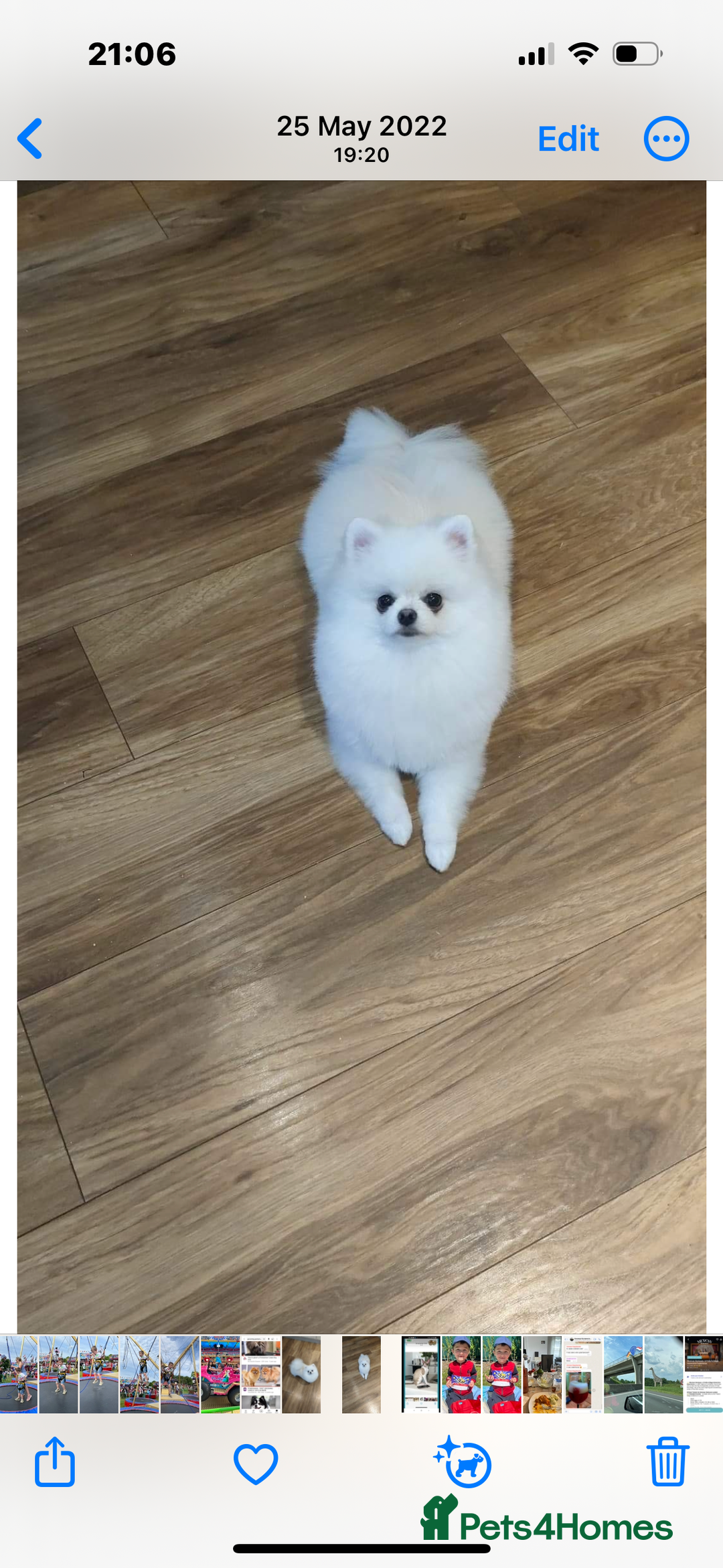 Pomeranian dogs for sale: Stunning Pomeranian Females KC reg. Russian lines - Advert 19