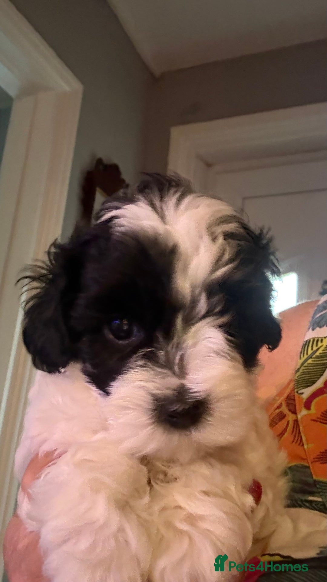 Maltipoo dogs for sale: TINY MALTIPOOS - Image 7