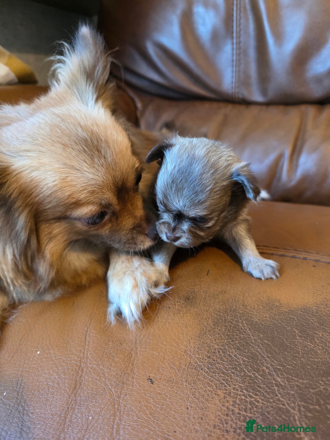 Pomchi dogs for sale: Beautiful Pomchi Puppies - Image 8