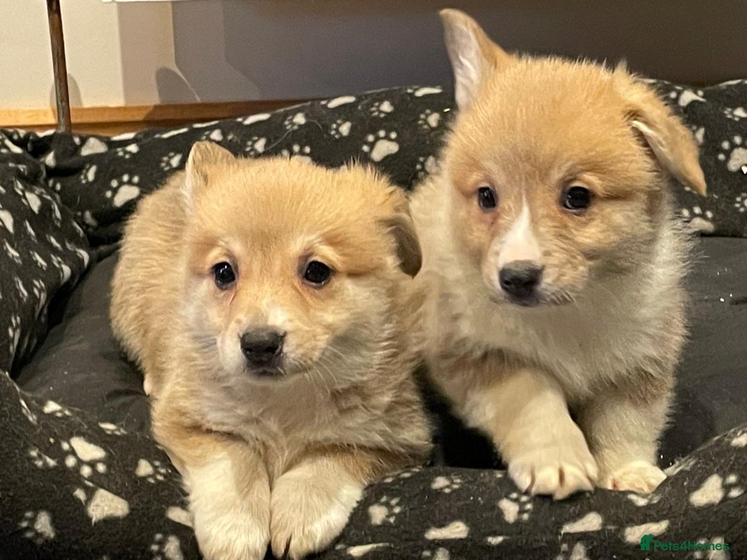 Welsh Corgi Pembroke dogs for sale: KC Registered Pembrokeshire Corgi Puppies - Advert 2