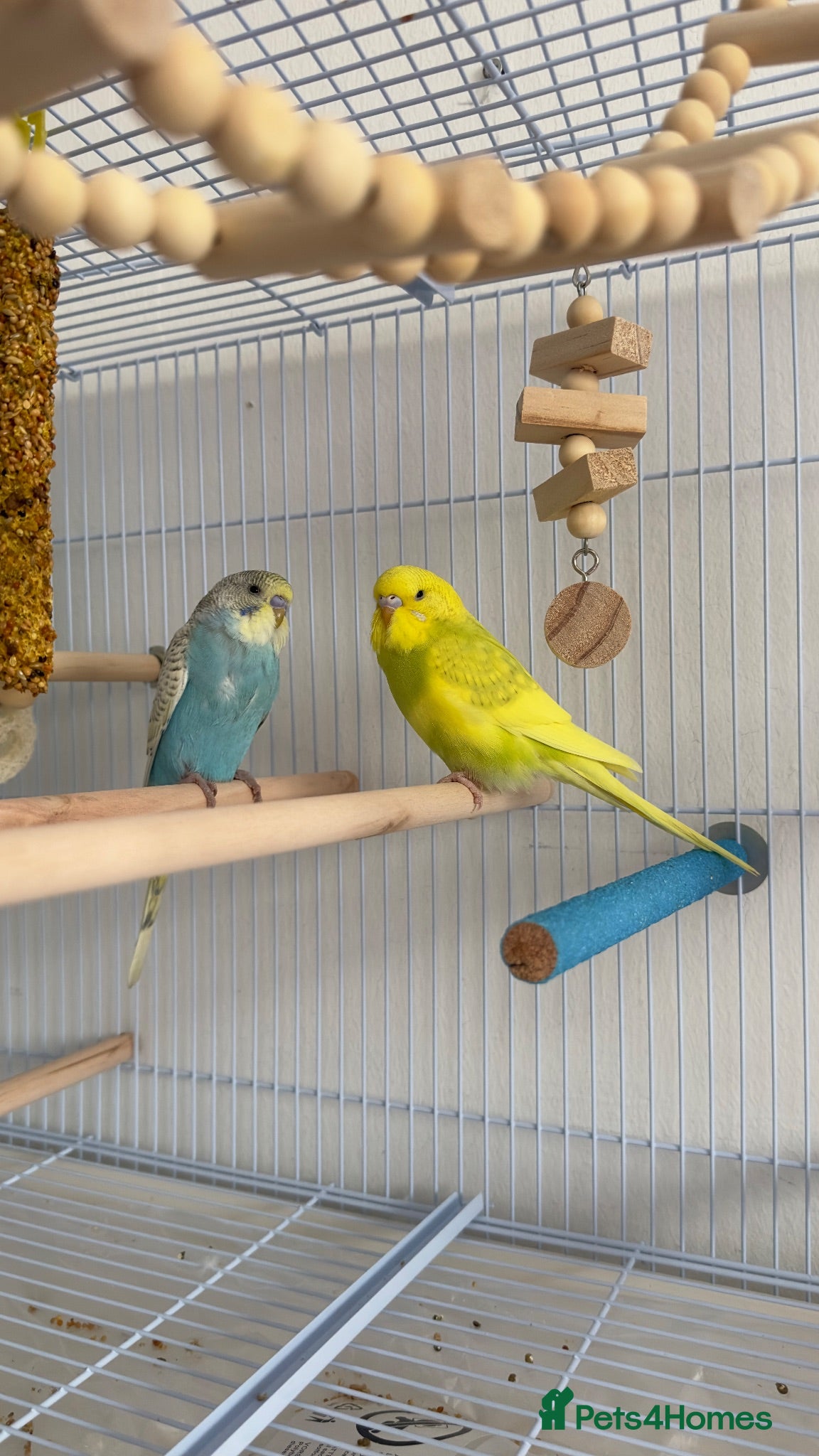 Budgerigars birds 2 Budgies - Advert 10
