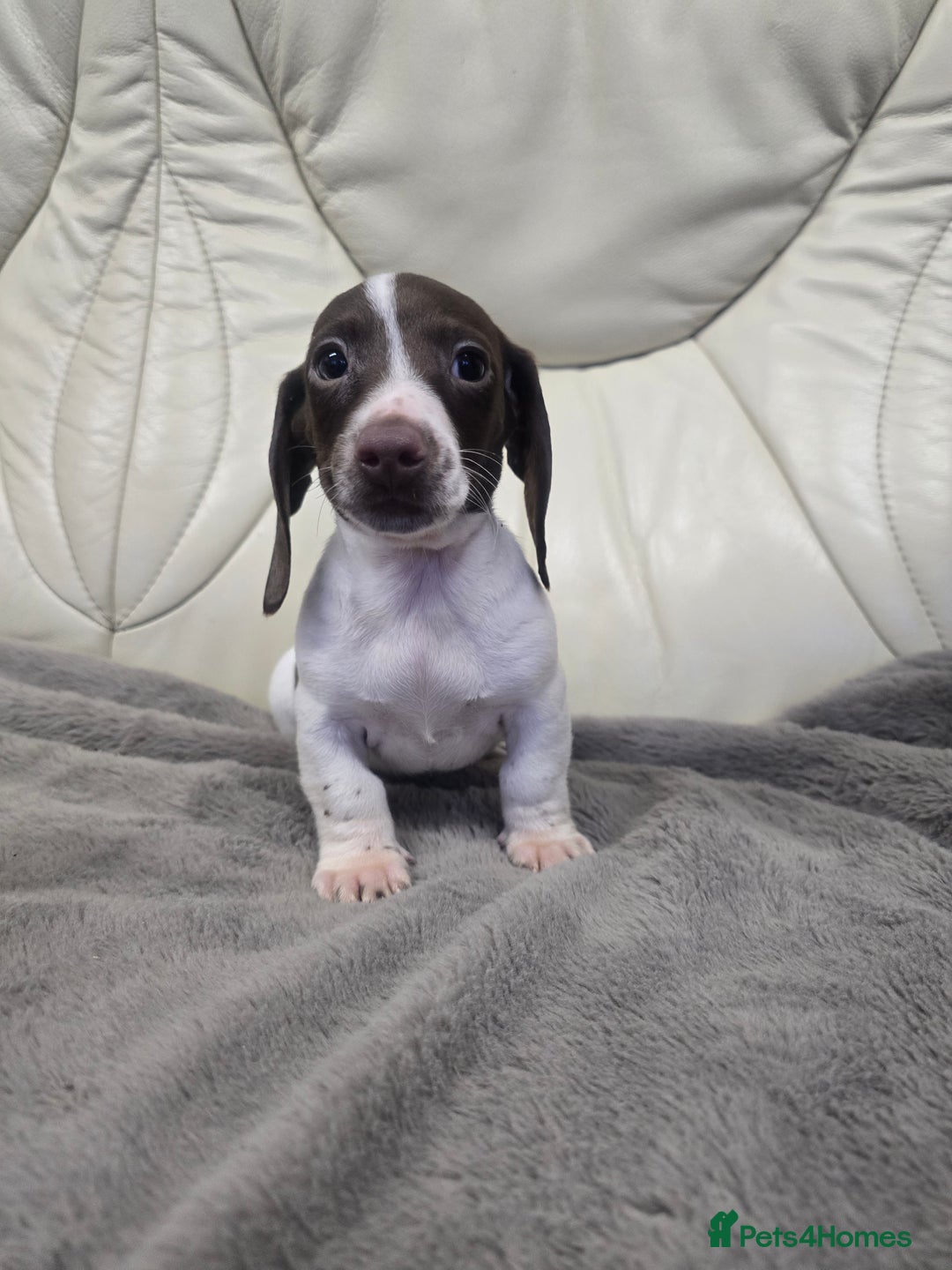 Miniature Dachshund dogs for sale: Miniature Dachshund Puppies - Advert 3