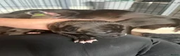 Mixed Breed dogs for sale: Staff x presa Canario pups - Advert 4