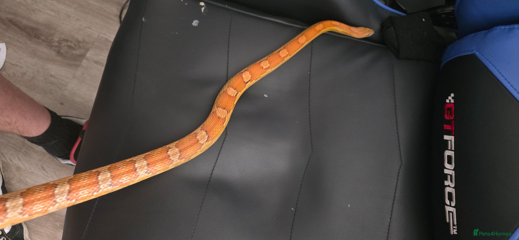 Corn Snake reptiles Corn snake - Advert 4