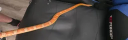 Corn Snake reptiles for sale: Corn snake in Westcliff-on-Sea - Advert 1