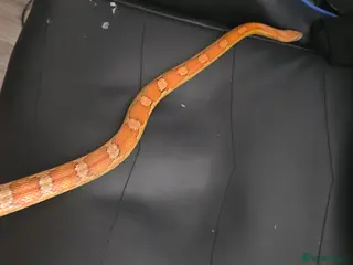 Corn Snake reptiles Corn snake - Advert 4