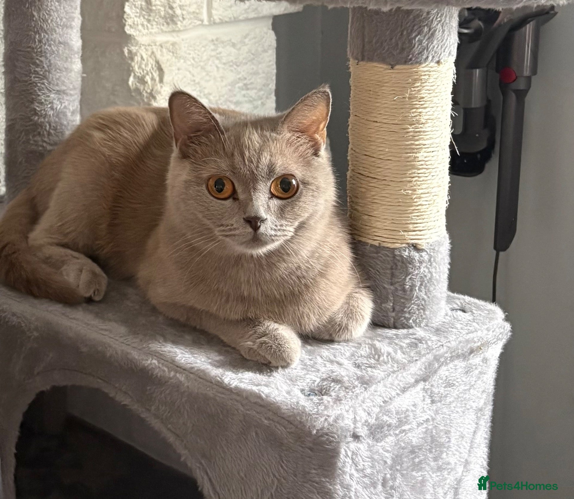 British Shorthair cats Absolutely stunning half BSH kittens - Advert 2