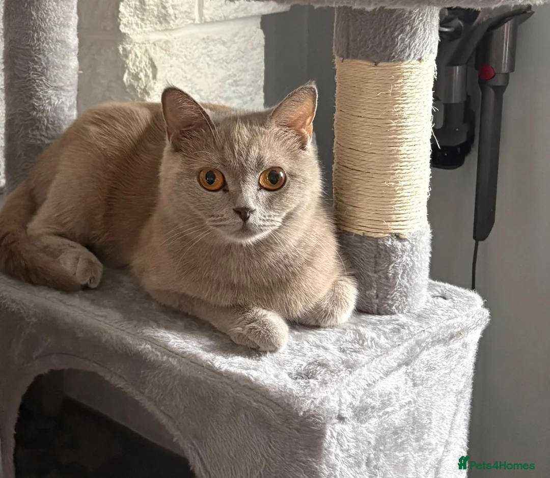 British Shorthair cats for sale: Absolutely stunning half BSH kittens - Advert 1