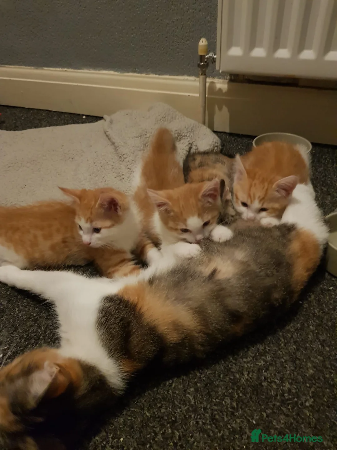 Mixed Breed cats for sale: 2 male ginger tabby kittens - Advert 11