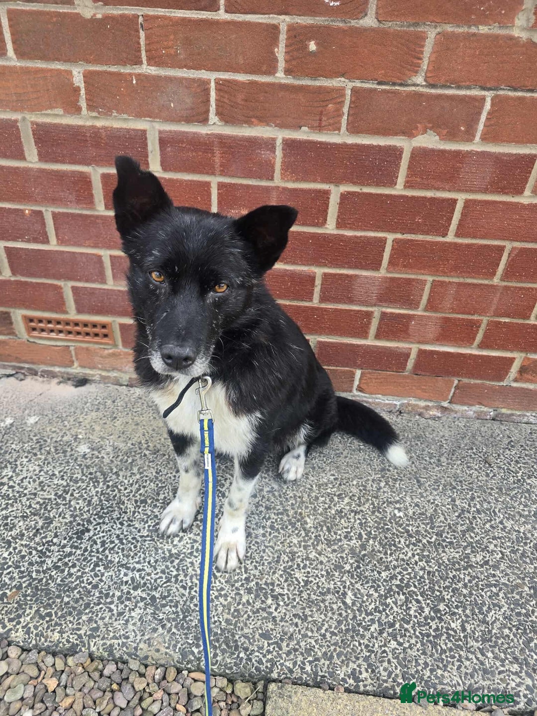 Mixed Breed dogs for adoption: Freckles is ready to find a family! - Advert 3