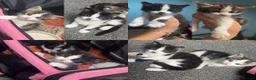Domestic Shorthair cats for sale: Beautiful long haired tabby kittens  - Advert 1