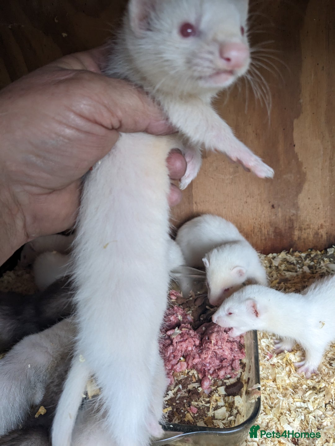 Ferret rodents for sale: Ferrets  - Image 2