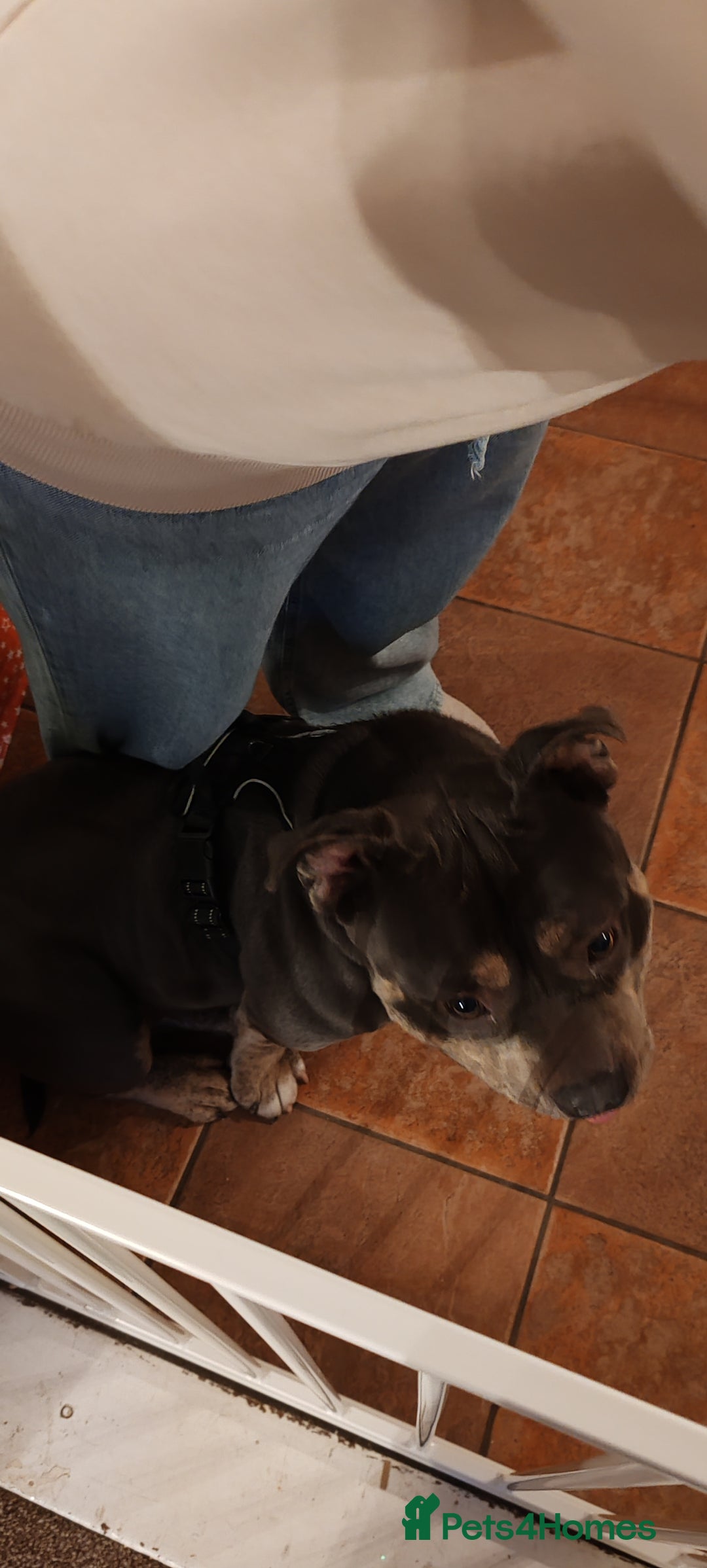 Mixed Breed dogs for sale: Male pocket bully.  - Advert 6