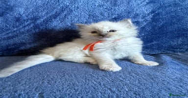 Ragdoll cats - Advert 15