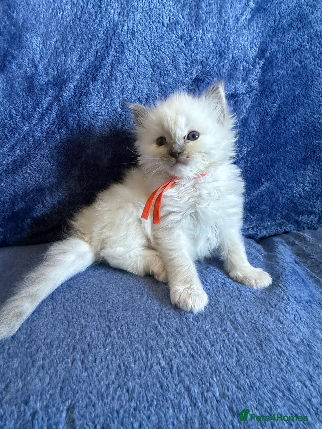 Ragdoll cats for sale: 6 Beautiful Ragdolls - Image 2