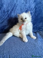 Ragdoll cats - Advert 15