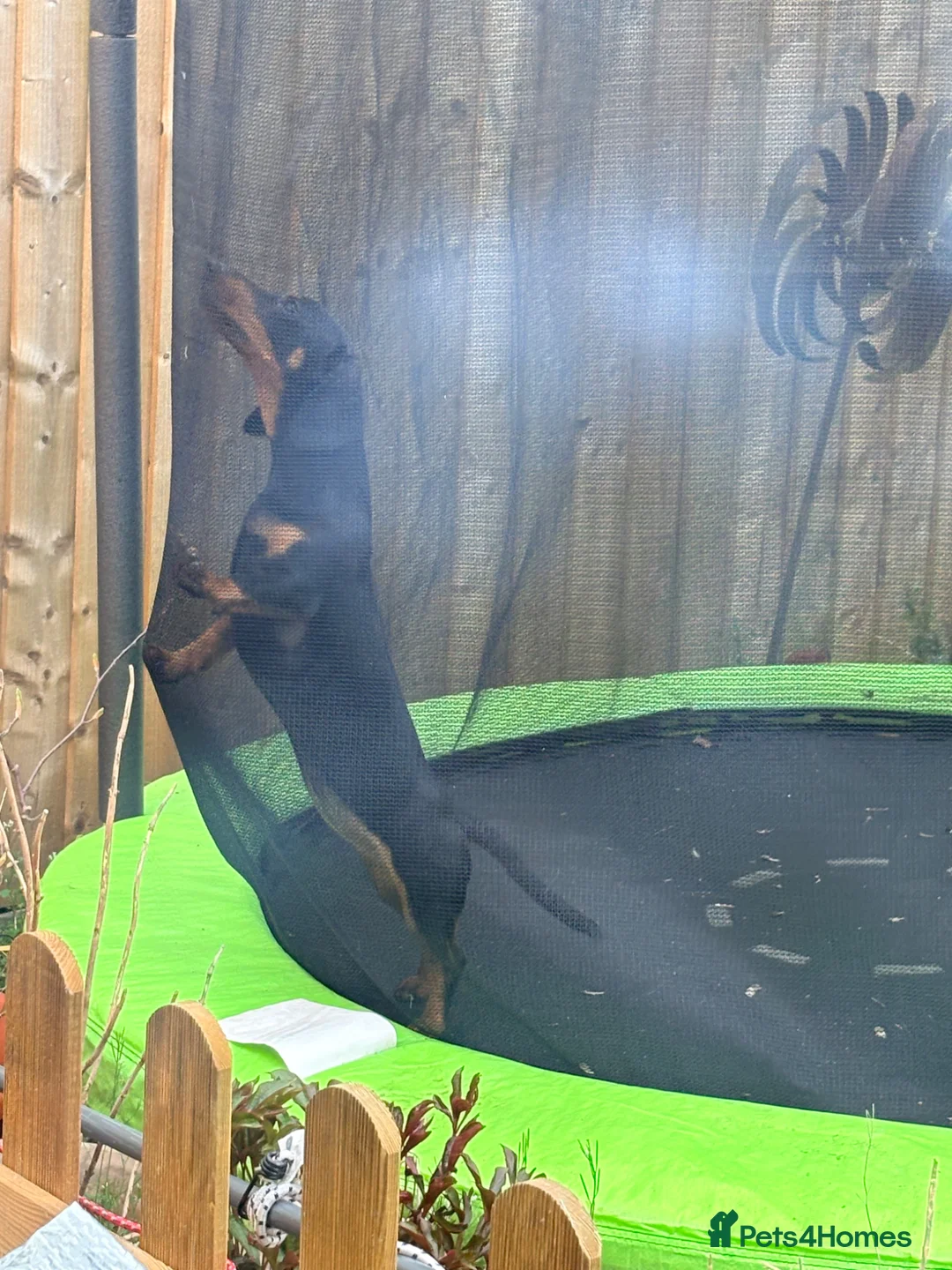 Dachshund dogs for sale: 8 months old dachshund - Advert 2