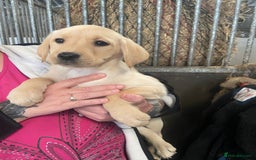 Labrador Retriever dogs for sale: KC Registered Yellow/Golden Labrador Puppies - Image 5