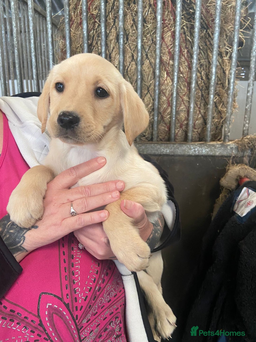 Labrador Retriever dogs for sale: KC Registered Yellow/Golden Labrador Puppies - Image 5