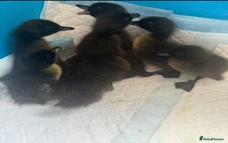 Ducks poultry for sale: Cayuga ducklings  in Barnsley - Image 1