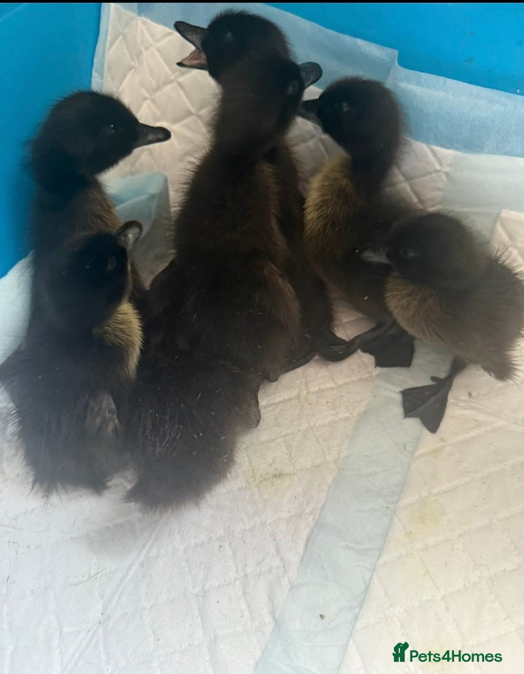 Ducks poultry for sale: Cayuga ducklings  in Barnsley - Image 1