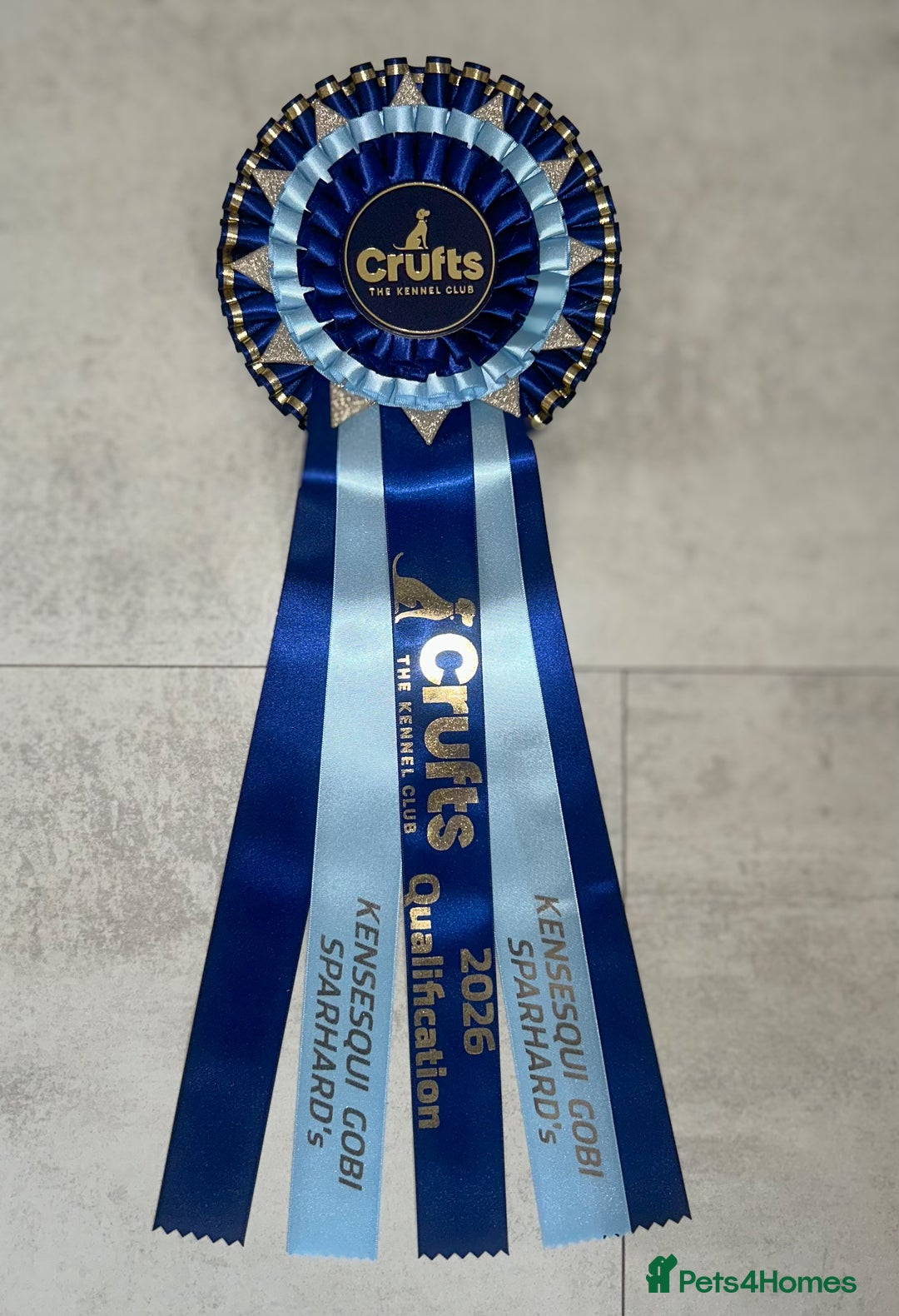 Staffordshire Bull Terrier dogs for stud: 🥨 Crufts Qualified Red SBT Stud 🥨 - Advert 24