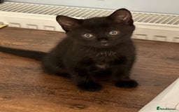 Maine Coon cats for sale: Beautiful mixed breed kittens  - Image 19