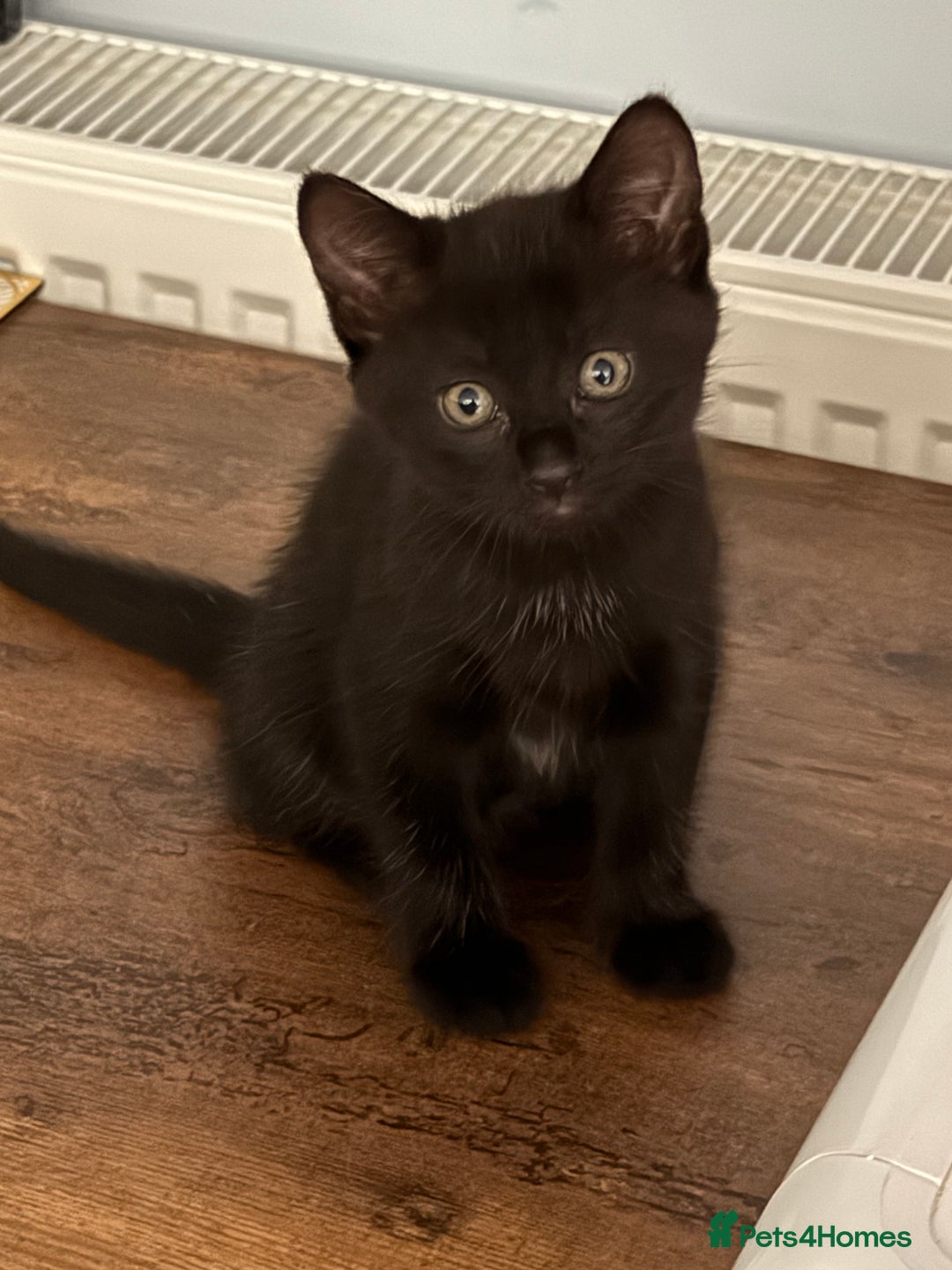 Maine Coon cats for sale: Beautiful mixed breed kittens  - Image 19