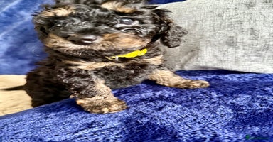 Cavapoo dogs - Advert 8