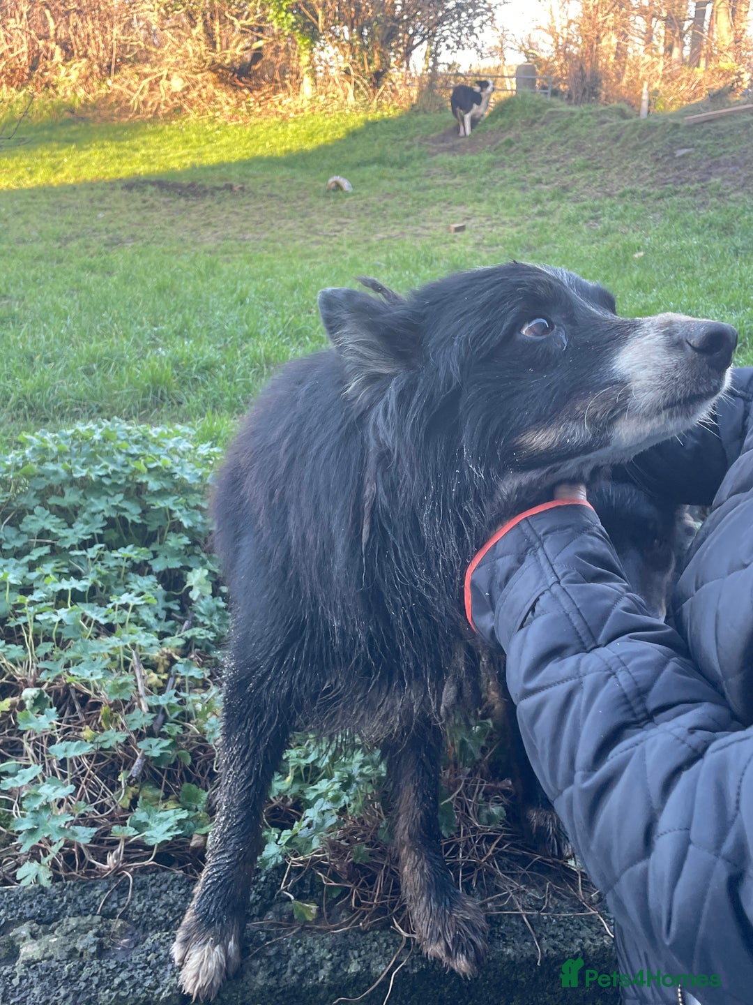 Border Collie dogs for sale: 3 Beautiful Sheepdog Puppies - Advert 2