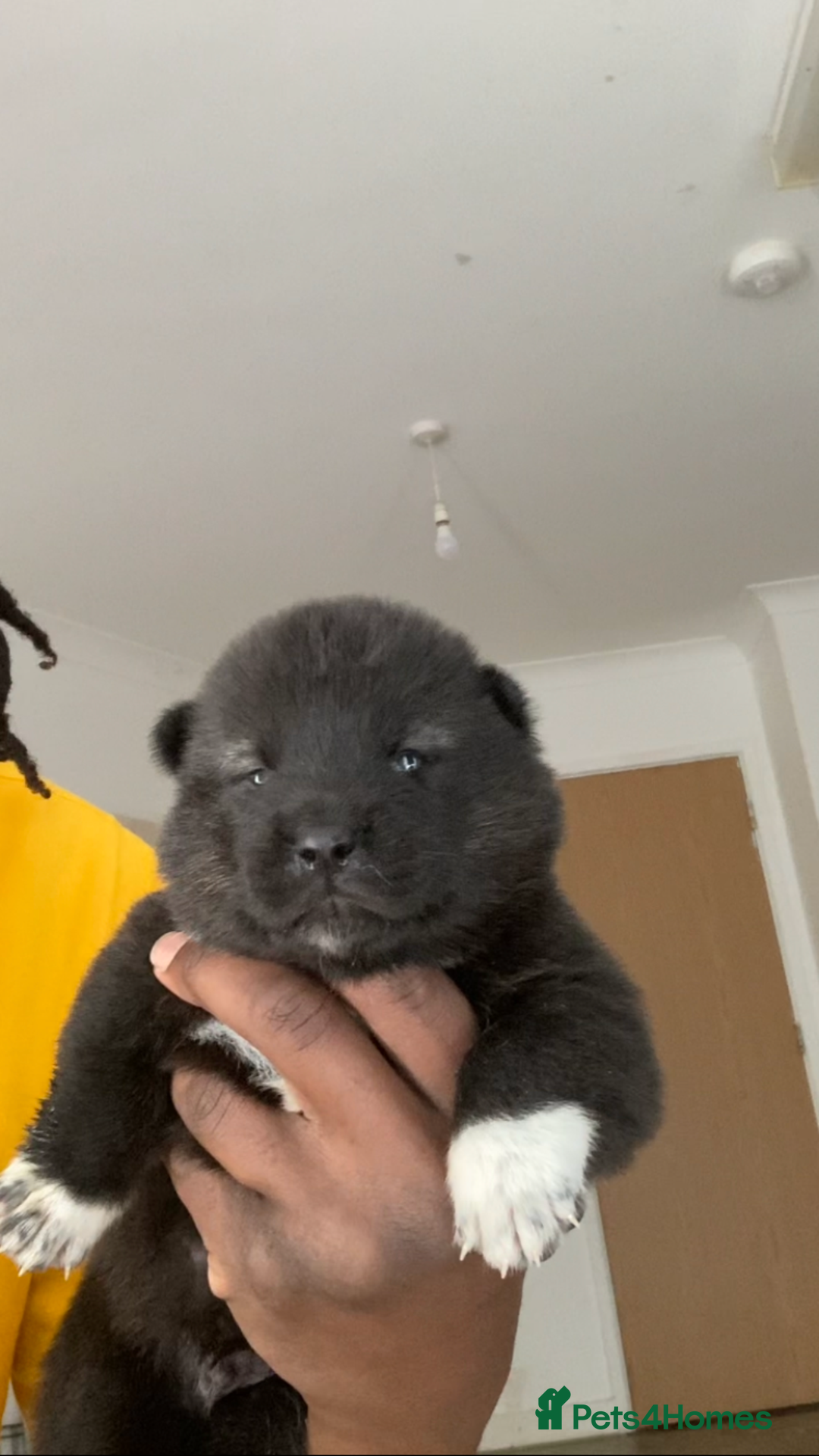 Akita dogs for sale: Akita puppies  - Image 11