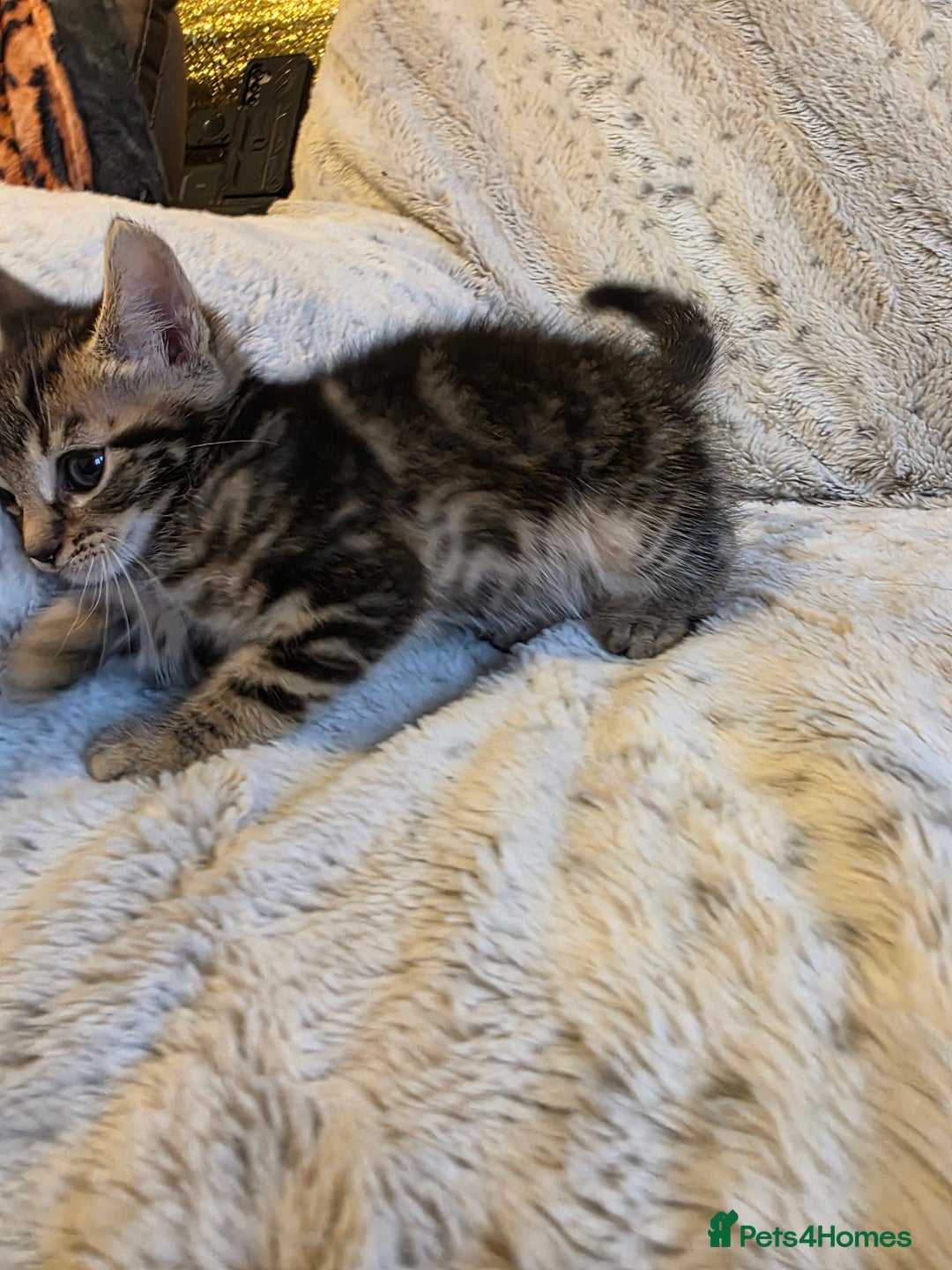 Mixed Breed cats for sale: 2 Male Stripy Kitten's - Advert 21