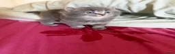 Scottish Fold cats for sale: Female Scottish Fold Kitten for Sale 🐱 - Advert 5