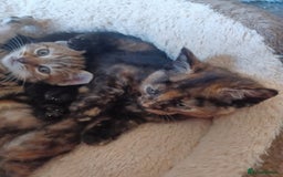 Domestic Shorthair cats for sale: Stunning kittens for sale - Image 13