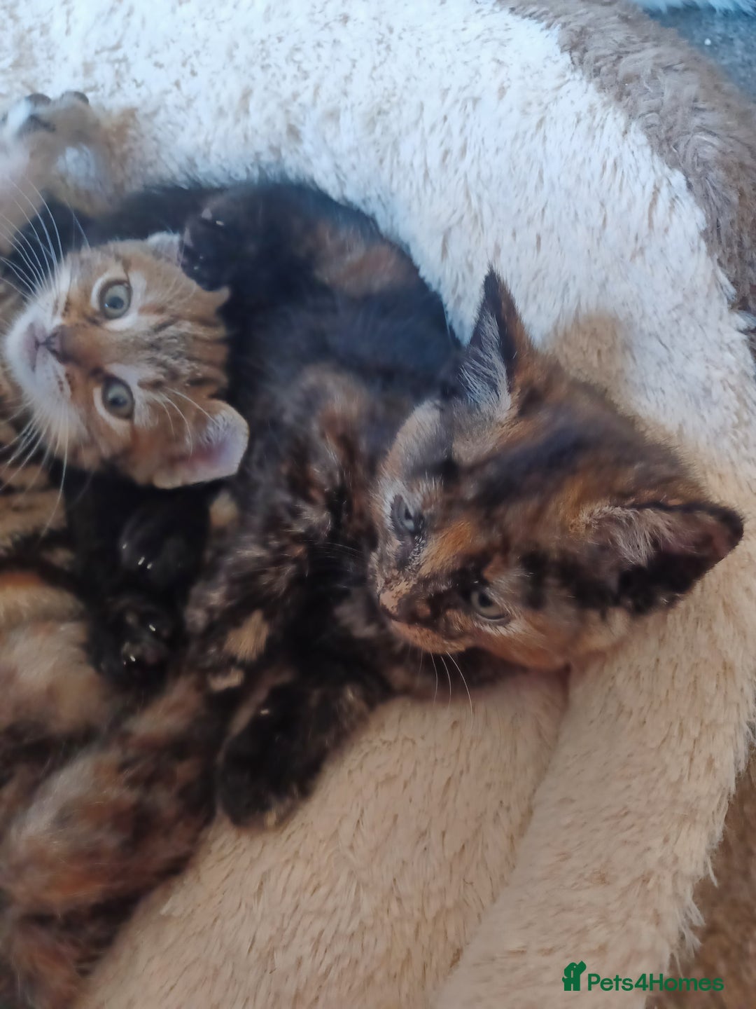 Domestic Shorthair cats for sale: Stunning kittens for sale - Image 13