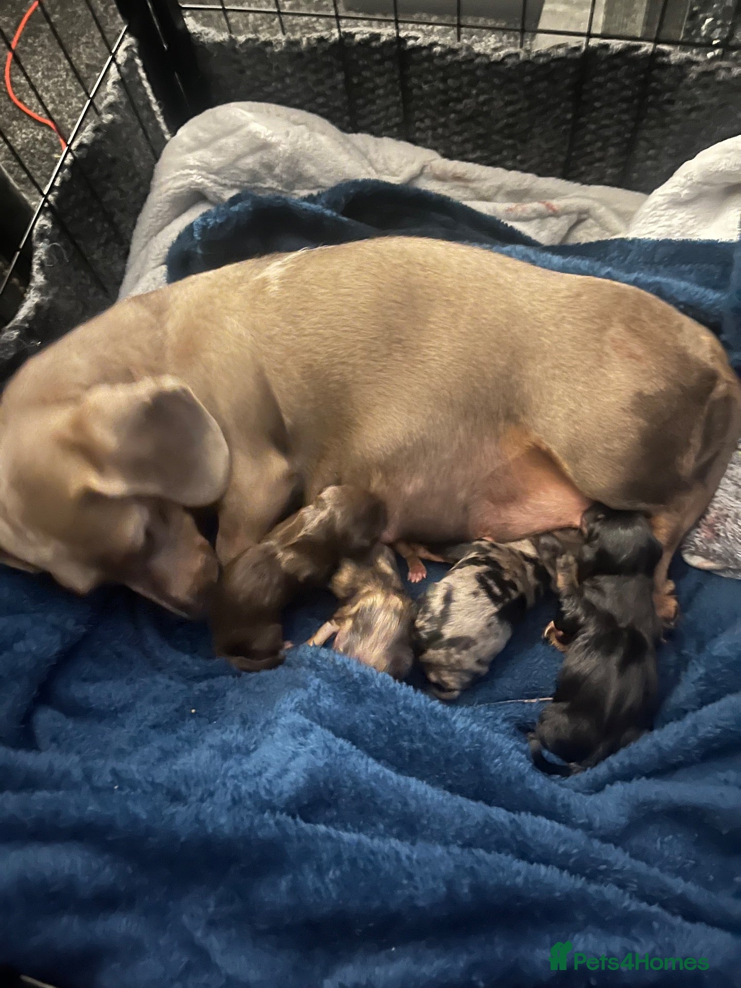 Miniature Dachshund dogs Minature dachshund  - Advert 18