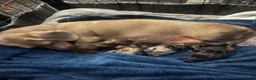 Miniature Dachshund dogs for sale: Minature dachshund  - Advert 1
