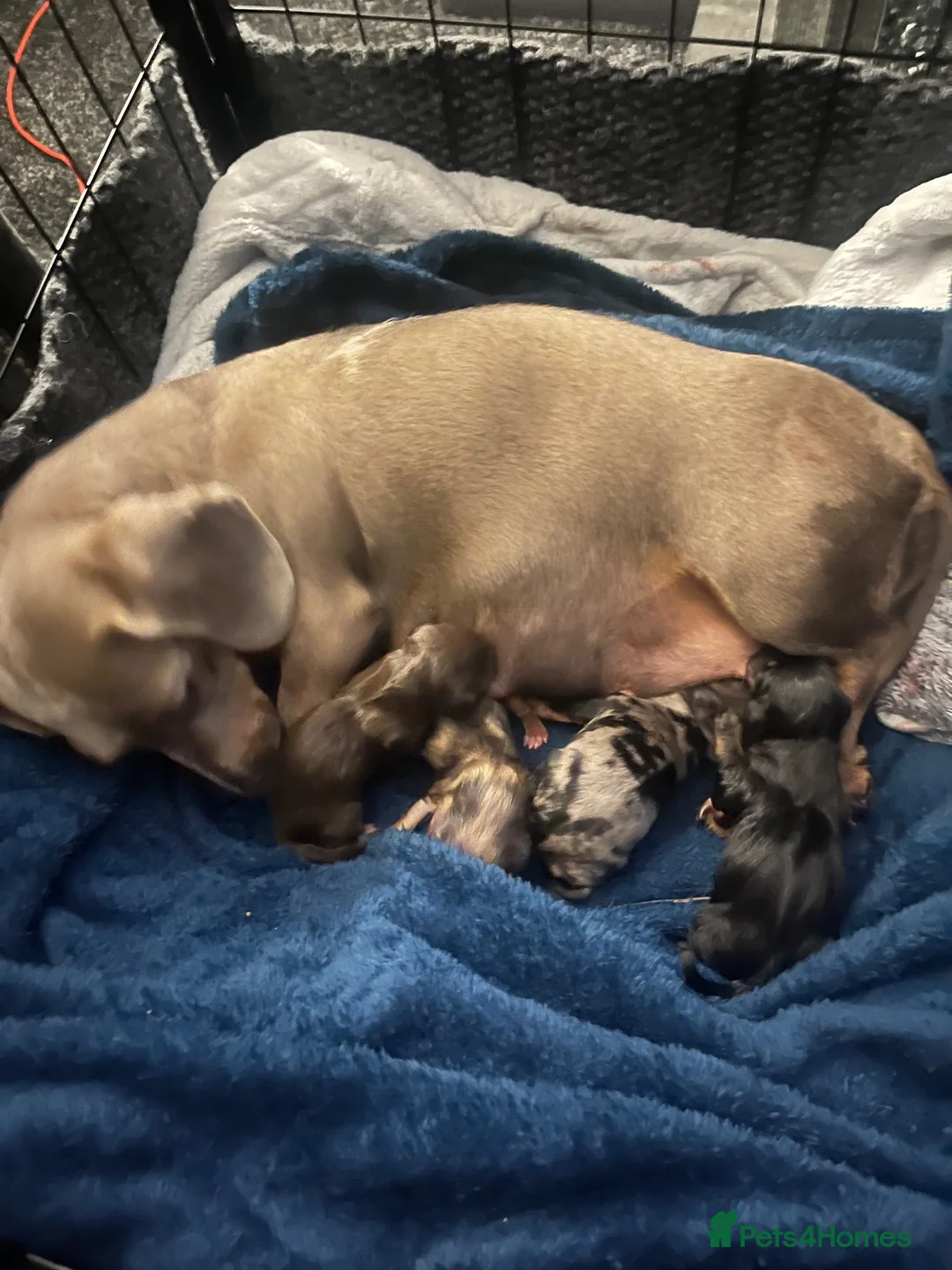 Miniature Dachshund dogs for sale: Minature dachshund  - Advert 1