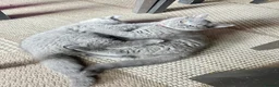 British Shorthair cats for sale: Beautiful GCCF ready to leave  - Advert 4