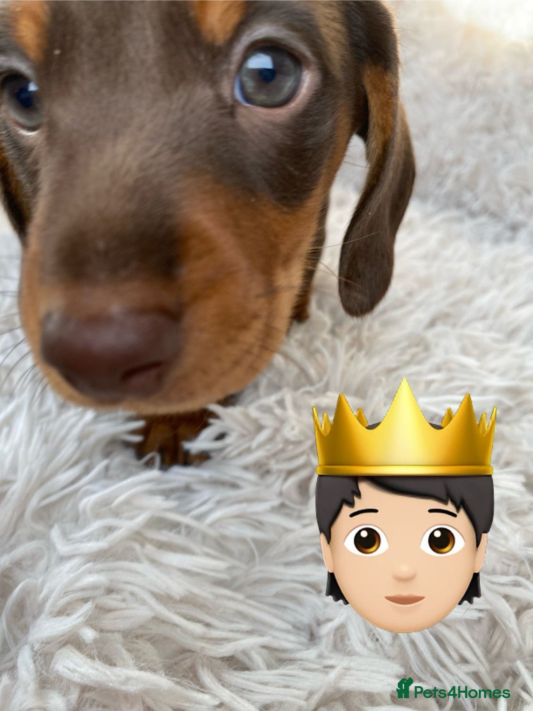 Miniature Dachshund dogs for sale: Chocolate and tan boys. - Advert 17