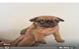 Pug dogs for sale: Merle pug puppies all carry the  Fluffy gene 💙🤍 - Image 2