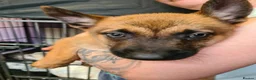 Belgian Shepherd Dog dogs for sale: Reduced Ready to leave  - Advert 9